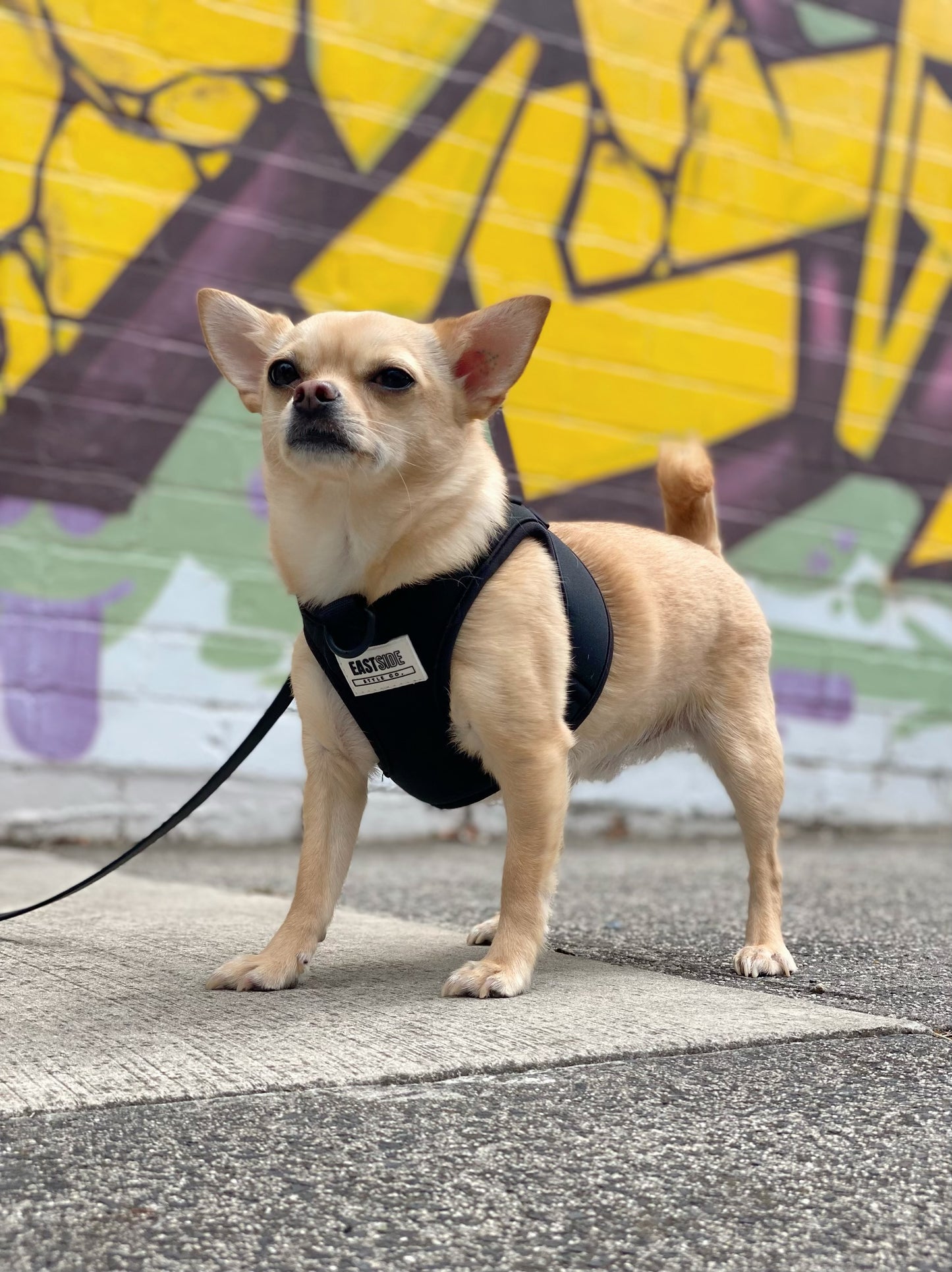 Step-in Harness
